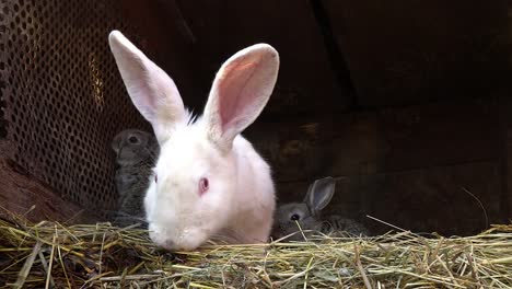 Kleiner-grauer-Hase-im-Nest-mit-ihrer-Mutter