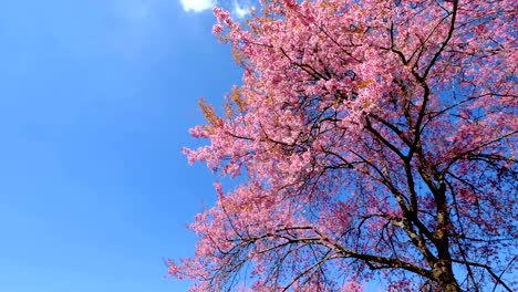 pink-cherry-blossoming