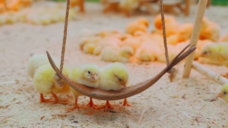 Pequeña-pollos-divertirse-y-descansar-en-el-restaurante-paddock