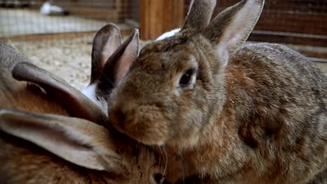 Rabbit.-Rabbit-is-sleeping