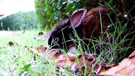 Lindo-conejo-marrón-enfermo,-oído-enfermo-tumbarse-sobre-la-hierba-en-el-bosque-de-Tailandia,-UHD-4K-video