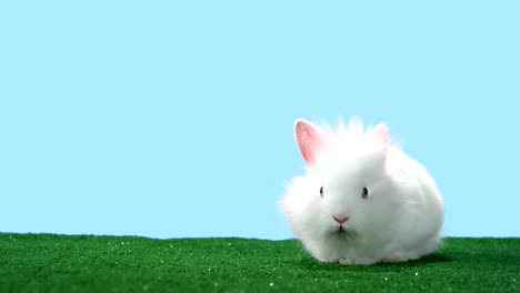 Adorable-bunny-lays-down-and-rests-on-green-turf-shot-with-alpha-channel