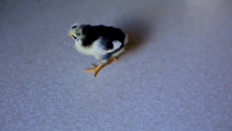 a-small-newborn-chicken-walks-on-a-wooden-table-and-pecks-grain.