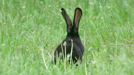 Telephoto-shot-of-a-rabbit-sneaking-in-the-green-grass