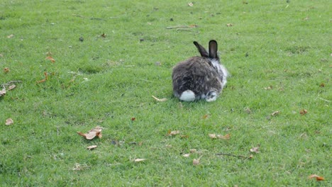 Animal-doméstico-joven-fluffy-bunny-en-la-hierba-comiendo-y-relajantes-imágenes-de-4K-2160p-30fps-UltraHD---liebre-en-el-medio-natural-comer-hierba-4K-3840-X-2160-UHD-video