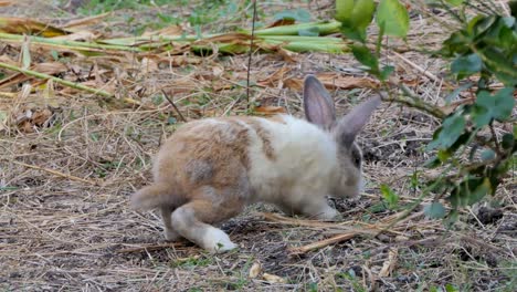 Conejo-doméstico-tailandés-en-la-naturaleza.