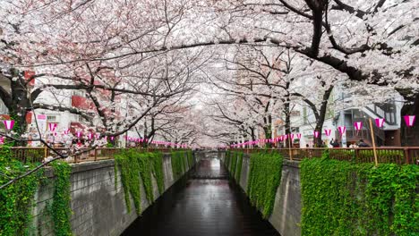 Zeitraffer-des-Kirschblütenfestes-in-voller-Blüte-am-Meguro-River,-Tokio,-Japan