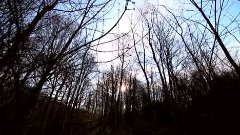 Camera-movement-between-trees-without-leaves.-The-sun-shines-into-the-camera-against-the-blue-sky-and-branches.-The-dark-countryside