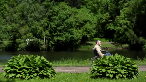 Lockdown-side-view-shot-of-bearded-senior-man-in-wheelchair-riding-down-path-in-green-park.-Active-disabled-man-passing-by-small-lake-on-summer-day