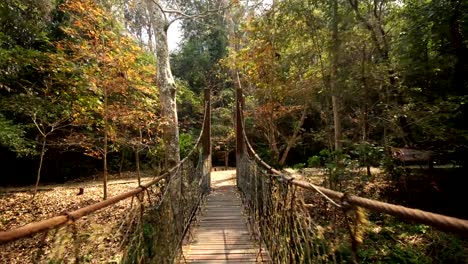 Kamera-bewegt-und-schwenkt-durch-eine-hölzerne-Hängebrücke-im-Dschungel-im-Nationalpark