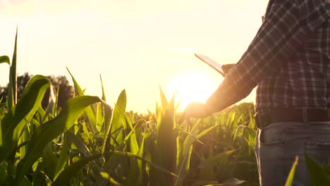 Agricultor-ingeniero-agrónomo-con-tableta-en-campo-vacío-desnudo-al-atardecer,-hombre-serio-y-seguro-de-que-utiliza-la-tecnología-moderna-en-la-planificación-y-preparación-de-la-producción-agrícola.