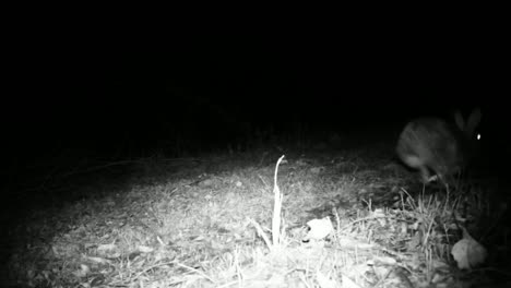 Liebre-Europea-(Lepus-Europaeus)-Close-View-in-the-Night