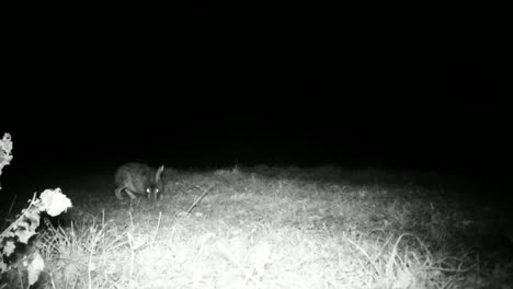 Schönheit-Europäischer-Hase-(Lepus-Europaeus)-in-der-Nacht-im-Gras