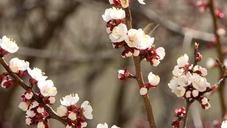 Spring-flowers.-Beautiful-Spring-cherry-tree-blossom,-extreme-close-up.-Easter-fresh-pink-blossoming-cherry-closeup.