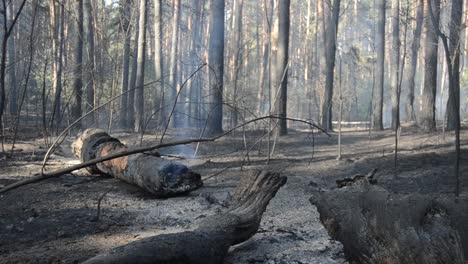 Feuer-im-Wald.