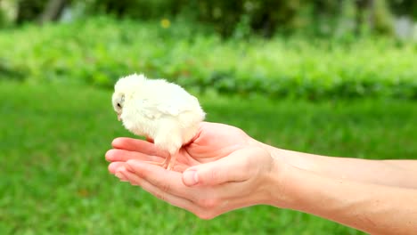 Cute-little-chick-in-hands.