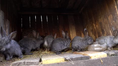 Hauskaninchen-in-einem-Käfig.-Hase-schnüffeln.-Heimische-Landwirtschaft.