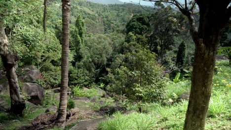 Schöne-tropische-Vegetation-von-Paradise-Park-Farm-Samui-Filmmaterial-video