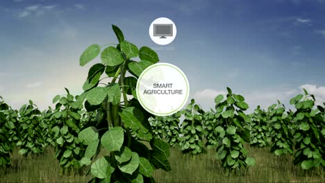 Smart-agriculture-Smart-farming,-Round-information-graphic-icon-on-plant-green-field,-internet-of-things.-4th-Industrial-Revolution.