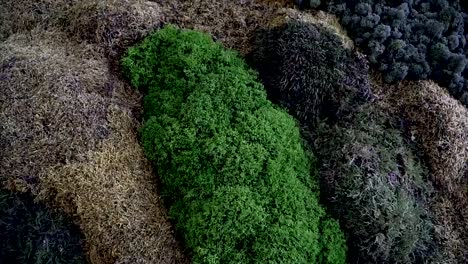 Decoración-de-la-pared-en-el-apartamento.-Vegetación-y-montañas