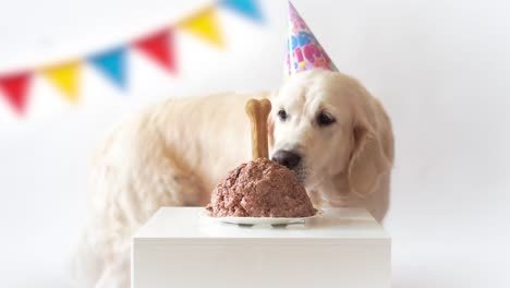 Haustier-Leben-zu-Hause.-Lustiges-Video-aus-den-Geburtstag-des-Hundes---schöne-golden-Retriever-Fleisch-Kuchen-essen