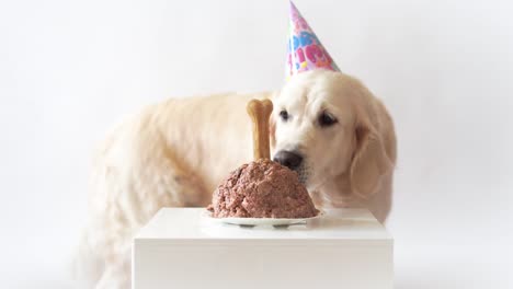 vida-del-animal-doméstico-en-casa.-video-gracioso-del-cumpleaños-del-perro---perro-perdiguero-de-oro-hermoso-comiendo-pastel-de-carne