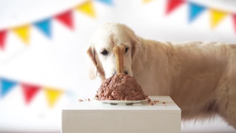 vida-del-animal-doméstico-en-casa.-video-gracioso-del-cumpleaños-del-perro---perro-perdiguero-de-oro-hermoso-comiendo-pastel-de-carne