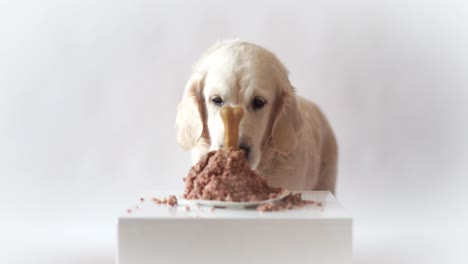 Haustier-Leben-zu-Hause.-lustiges-Video-aus-den-Geburtstag-des-Hundes---schöne-golden-Retriever-Fleisch-Kuchen-essen