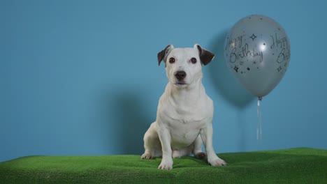 Jack-Russell-Terrier-Hund-mit-alles-Gute-zum-Geburtstag-Ballon-auf-Türkis-Hintergrund