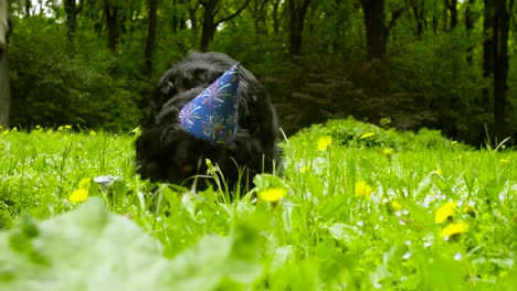 Junge-Frau,-die-einem-Hund-einen-Knochen-geben