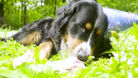 Ein-Hund-im-festlichen-Kappe-einen-Knochen-zu-essen