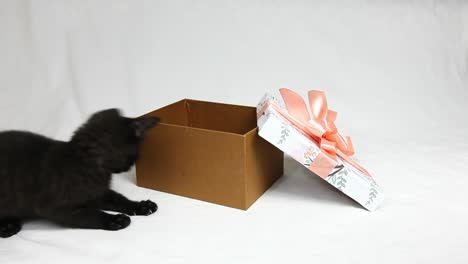 Divertido-gatito-negro-juega-con-el-lazo-rosa-en-la-caja-de-los-regalos.