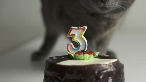 Gray-cat-and-birthday-cake-with-candle-number-3