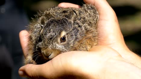 Mann-hält-eine-kleine-wilde-flauschige-Baby-Bunny.-Kleines-Häschen-in-der-Handfläche.-Slow-Motion