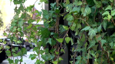 Green-urban-decoration-with-living-vegetation