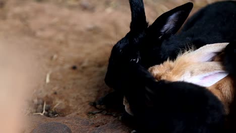 Closeup-eye-Animal-Bunny-or-Hare-or-Black-Rabbit-on-the-ground