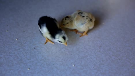 un-pequeño-pollo-recién-nacido-camina-sobre-una-mesa-de-madera-y-picotean-grano.