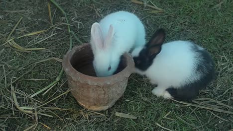 Comer-conejo-y-mordisqueando-hierba.