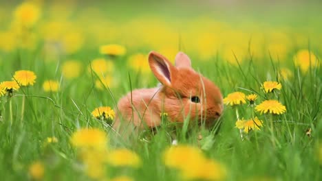 Red-rabbits-gallop-among-yellow-dandelions