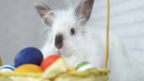 Conejo-de-Pascua-con-huevos.