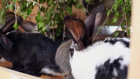 Baby-Rabbits-comiendo-vegetación