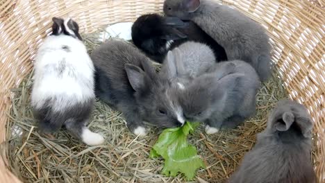 Lovely-twenty-days-baby-rabbit-eating-vegetable-in-a-hay-nest