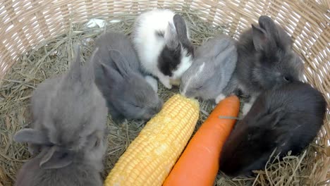 Lovely-twenty-days-baby-rabbit-eating-vegetable-in-a-hay-nest