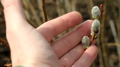 Closeup-of-a-male-hand-touching-of-a-willow-blossom,-willow-katkins,-selective-focus,-Easter-background-or-concept.-Spring-branches-willow-seals.-Spring-buds-on-the-willow-tree.