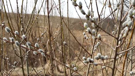 A-close-up-of-a-willow-blossom,-willow-katkins,-selective-focus,-Easter-background-or-concept.-Spring-branches-willow-seals.-Spring-buds-on-the-willow-tree.