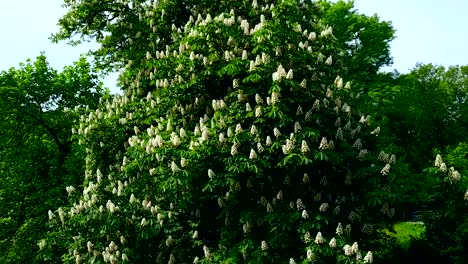 Kiev-green-blooming-chestnut-tree,-a-symbol-of-the-city.-Ukraine.-Drone-flight