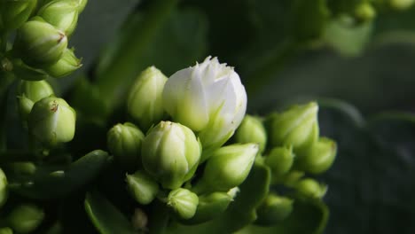 Apertura-de-flores-de-primavera.-Hermosa-flor-de-primavera-abierto-timelapse,-extremo-de-cerca.-Lapso-de-tiempo-de-Pascua-fresco-rosa-floreciente-primer-plano.-Telón-de-fondo-floreciente-en-vídeo-4K-UHD-negro