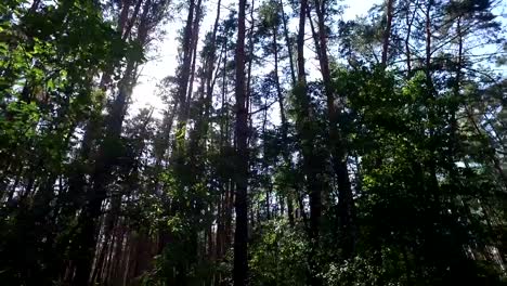 Sun-breaking-through-pine-trees