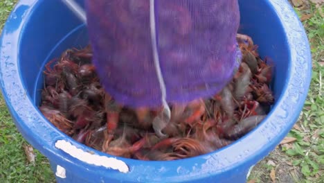 Man-Dumps-Crawfish-from-a-Sack-into-a-Bucket-for-a-Low-Country-Boil--4K