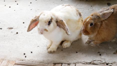 Cute-Bunny-Rabbit-holland